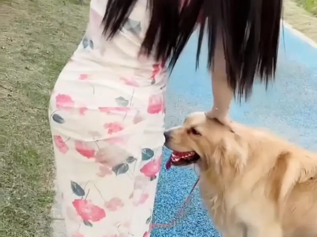 《抖音香香公主与爱犬金毛》完整版在线免费观看 - 想看科普视频全集 - 抖音香香公主与爱犬直播回放网盘资源免费领取
